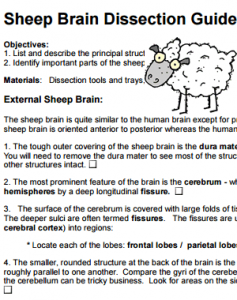 sheep brain dissection analysis guide with answers